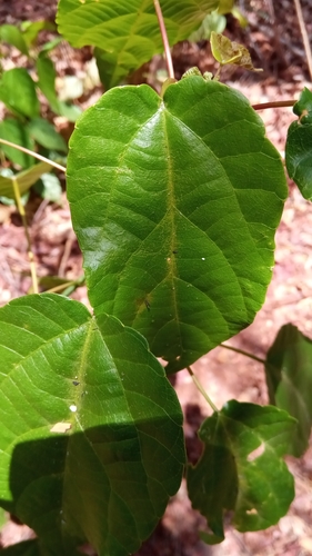 Matisia alchornifolia image
