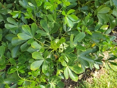 Pseudopanax lessonii