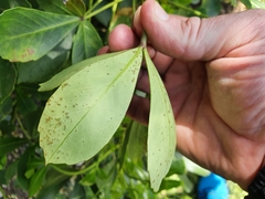 Pseudopanax lessonii