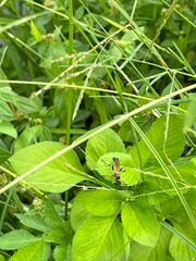 Sceliphron madraspatanum