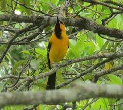 Icterus nigrogularis