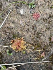 Drosera whittakeri