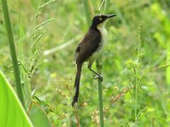 Donacobius atricapilla