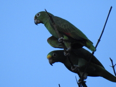 Amazona ochrocephala