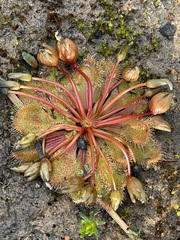 Drosera whittakeri
