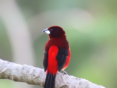 Ramphocelus dimidiatus