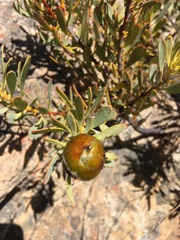 Leucadendron glaberrimum erubescens
