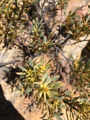 Leucadendron glaberrimum erubescens