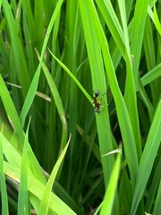 Sceliphron madraspatanum