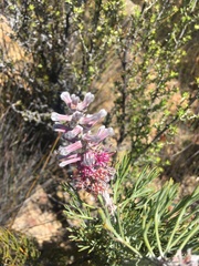 Paranomus bracteolaris