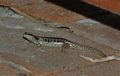 Concinnia brachysoma