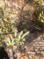 Leucadendron glaberrimum erubescens