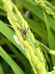 Menida