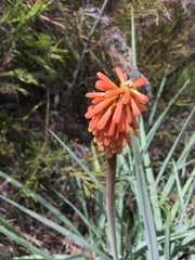 Kniphofia
