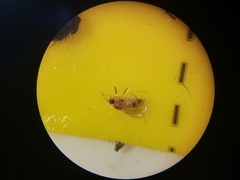 Elaphropeza ephippiata