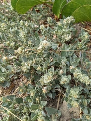 Atriplex maximowicziana