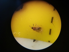 Elaphropeza ephippiata