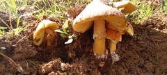 Amanita caesarea