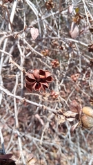 Tetracera