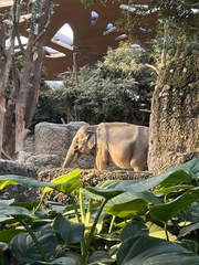 Elephantidae