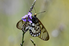 Acraea andromacha