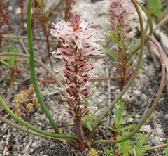 Lachenalia contaminata
