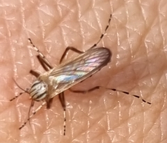 Aedes vittiger