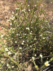 Lachnaea