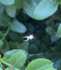 Cheiracanthium furculatum