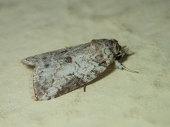 Nycteola
