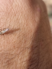Aedes vittiger