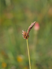 Carex ericetorum
