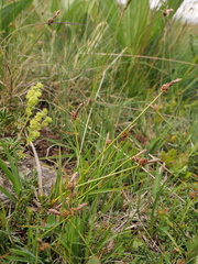 Carex ericetorum