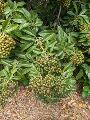 Pittosporum pentandrum