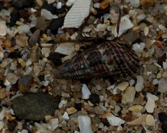 Batillaria australis