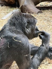 Gorilla