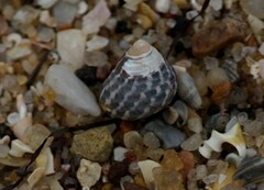 Austrocochlea porcata