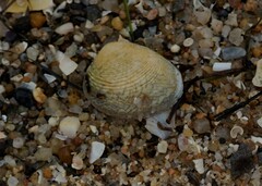 Katelysia rhytiphora