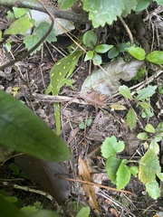 Naultinus punctatus