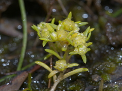 Siloxerus multiflorus