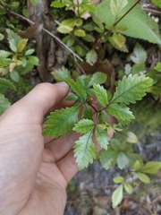 Pterophylla racemosa