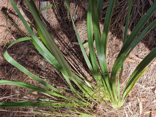 Image of Dianella brevipedunculata by (c) Martin Rady, some rights reserved (CC BY)