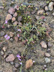 Euryomyrtus ramosissima ramosissima