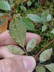 Pterophylla racemosa