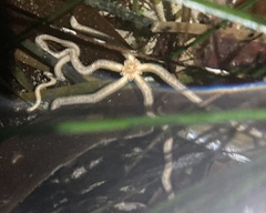 Amphiodia occidentalis