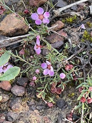 Euryomyrtus ramosissima ramosissima