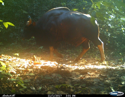 Gaur (Bos gaurus)