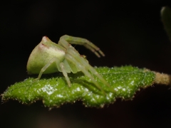 Sidymella rubrosignata