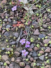 Euryomyrtus ramosissima ramosissima