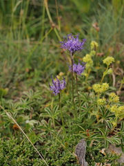 Phyteuma hemisphaericum
